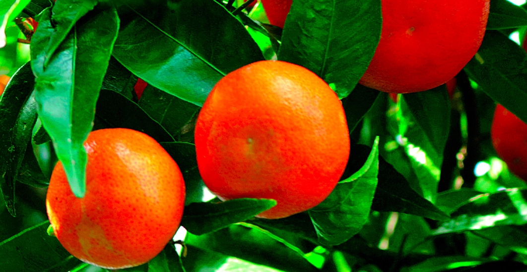 Solidarietà della Diocesi alla Cooperativa Valle del Marro: “Colpita tutta la comunità”